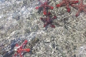 Занзибар – дестинация с хиляди възможности