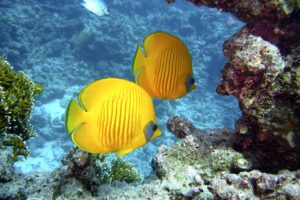 Екзотични рифове и редки животински видове – дивата страна на Сейшелските острови